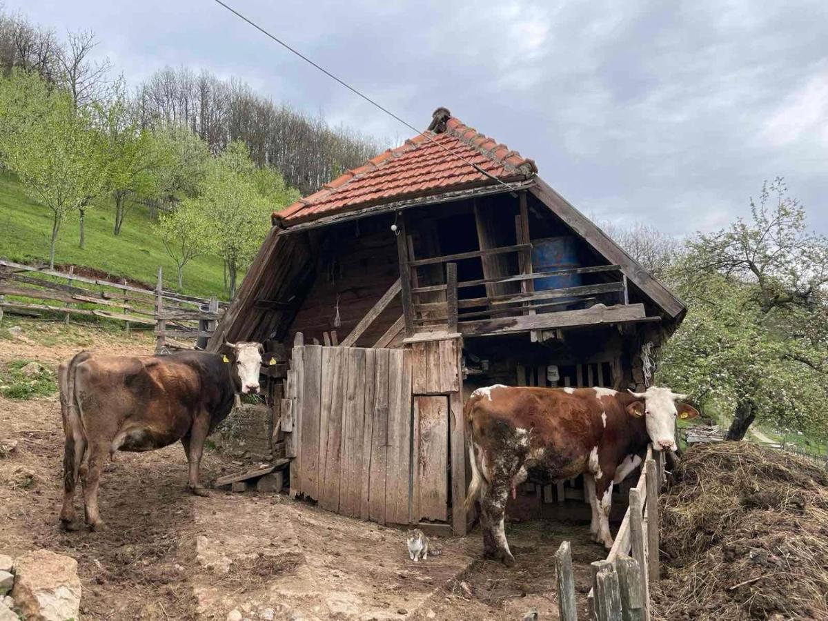 Family Owned Self Sufficient Eco Farm Tara Pljevlja Exterior foto