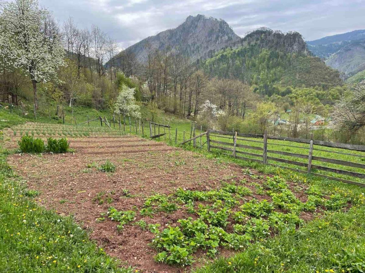 Family Owned Self Sufficient Eco Farm Tara Pljevlja Exterior foto