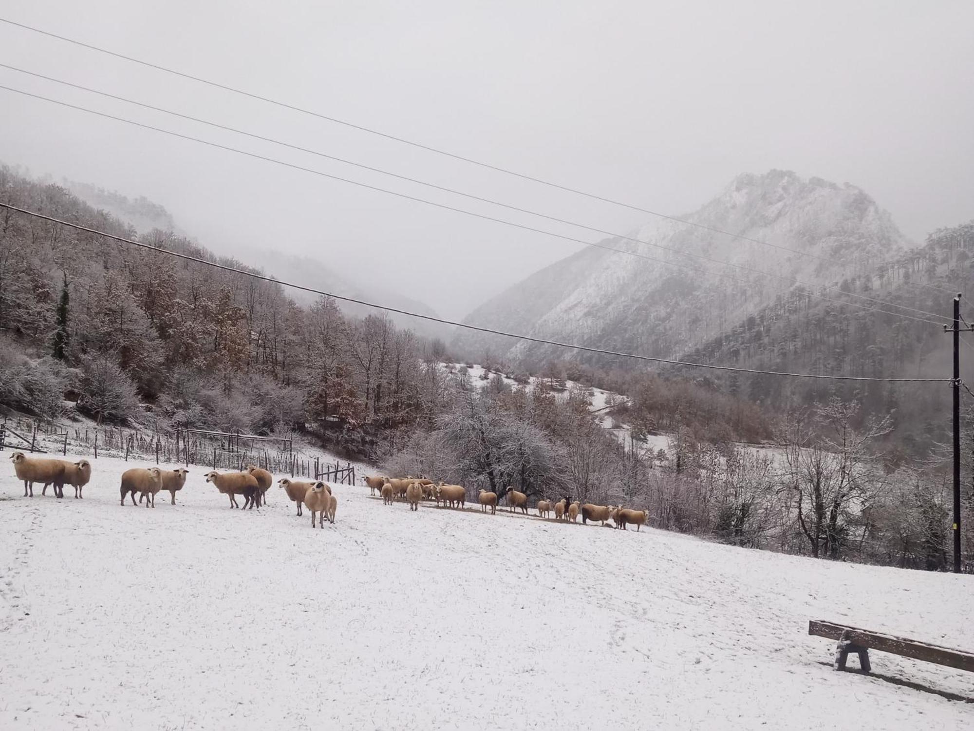 Family Owned Self Sufficient Eco Farm Tara Pljevlja Exterior foto